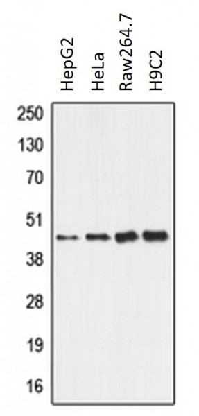 Anti-ALDH3B2