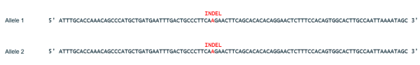 STEAP1 Knockout HCT116 Cell Line