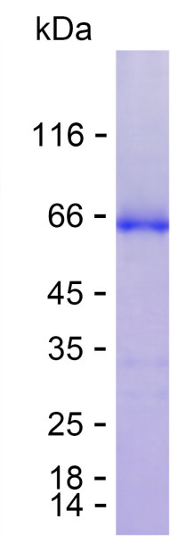 Recombinant Human PSG6 Protein