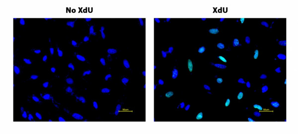 Bucculite(TM) XdU Cell Proliferation Fluorescence Imaging Kit *Green Fluorescence*