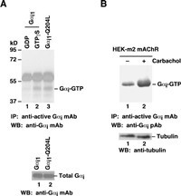 Anti-Active G.alpha.i, monoclonal