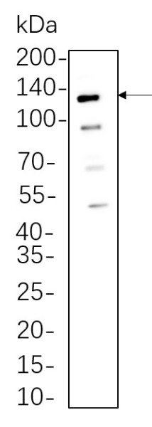 Anti-Recombinant Axl, clone 5A10