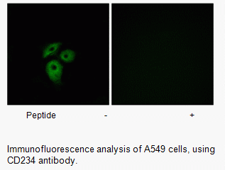 Anti-CD234