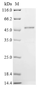 Ribonuclease 7 (RNASE7), human, recombinant