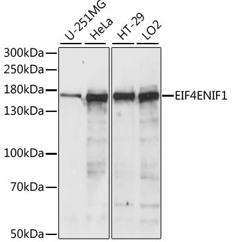 Anti-EIF4ENIF1