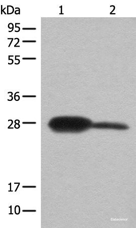 Anti-BDH2