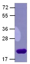 Arf1 delta17 mutant (ADP-ribosylation factor 1), human, recombinant, His6-tag [E. coli]