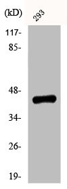 Anti-Phospho-EFNB1/EFNB2 (Y330)