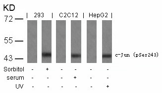 Anti-phospho-c-Jun (Ser243)