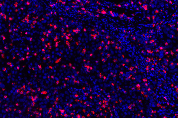 Naveni CD8/MHCI Atto647N