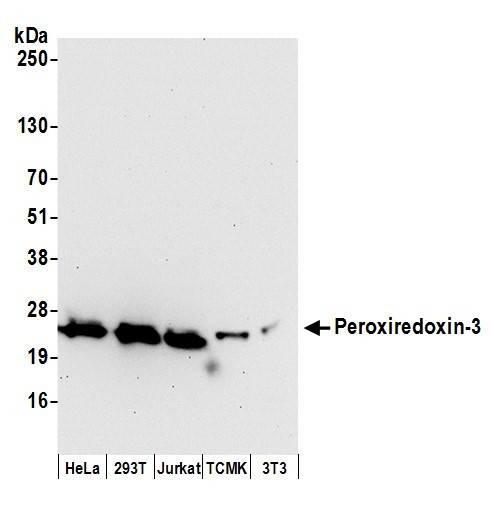 Anti-Peroxiredoxin-3