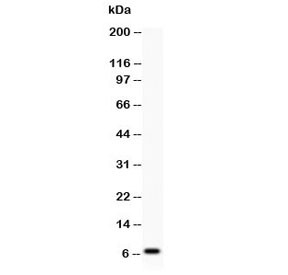 Anti-beta Defensin 1