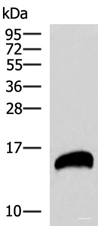 Anti-REG1B