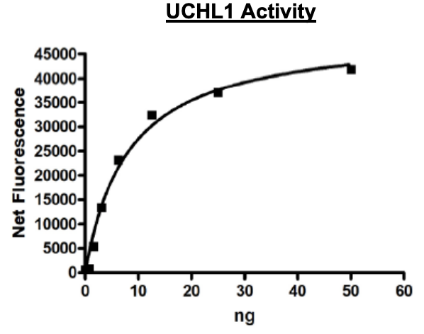 UCHL1 Active Human Recombinant Protein