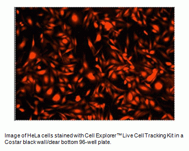 Cell Explorer(TM) Live Cell Tracking Kit *Red Fluorescence*