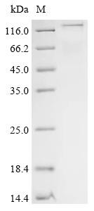 Methyltransferase-like protein 17, mitochondrial (METTL17), recombinant human
