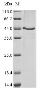 Hyaluronan and proteoglycan link protein 3 (Hapln3), mouse, recombinant