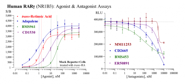 RARgamma (human) Reporter Assay Kit