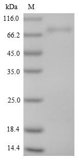 Isthmin-1 (Ism1), mouse, recombinant