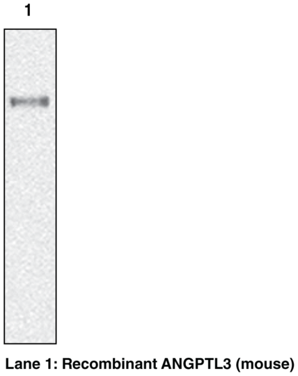 Anti-ANGPTL3 (mouse) (Clone Kairos3-1541)