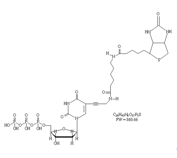 Biotin-11-dUTP