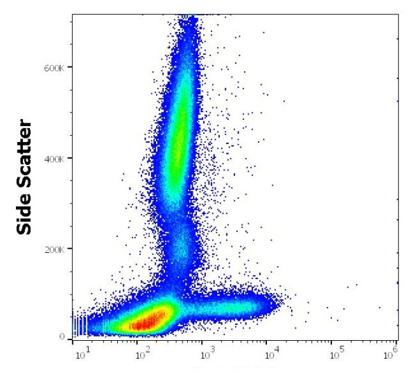 Anti-CD160, clone BY55 (PE )