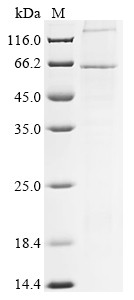 Hemagglutinin-neuraminidase (HN), human parainfluenza 3 virus, recombinant