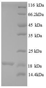 39S ribosomal protein L54, mitochondrial (MRPL54), human, recombinant