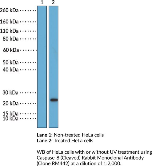 Anti-Caspase-8 (Cleaved) Rabbit (Clone RM442)