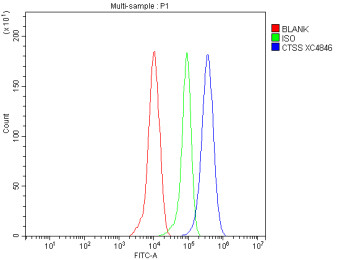 Anti-CTSS / Cathepsin S