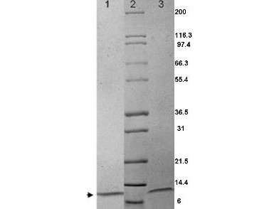 Macrophage Inflammatory Protein-1alpha (CCL3), human recombinant (rHuMIP-1a)