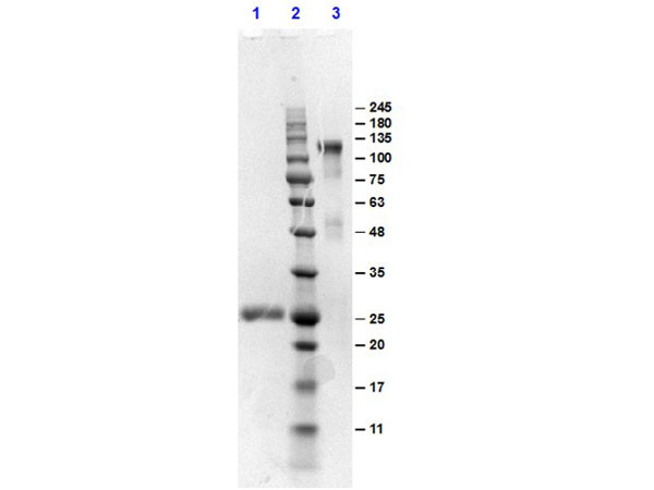 Anti-MOUSE IgG (H&amp;L) (Min X HUMAN Serum Proteins) Affinity Purified F(ab')2