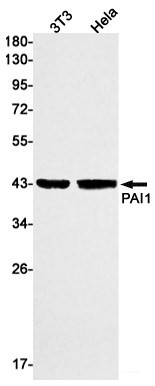 Anti-Recombinant PAI1, clone R07-2C3