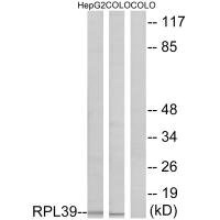 Anti-RPL39