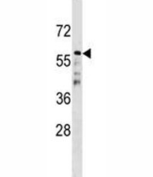 Anti-CDC20B