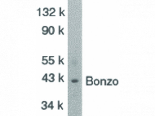 Anti-Bonzo