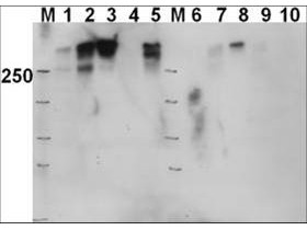 Anti-phospho-DNA PKcs (Thr2609)