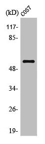 Anti-OPCML