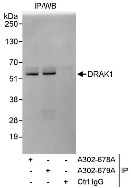Anti-DRAK1