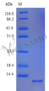 C-X-C motif chemokine 5 (CXCL5), partial (Active), human, recombinant