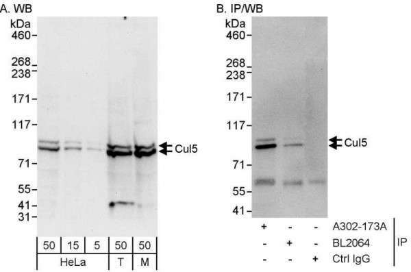 Anti-Cul5