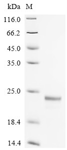 Fatty acid-binding protein, adipocyte (Fabp4), mouse, recombinant
