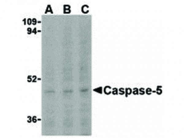 Anti-Caspase-5