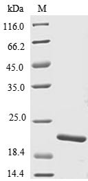 Tumor necrosis factor (TNF superfamily, member 2) (tnfb),partial, Danio rerio, recombinant