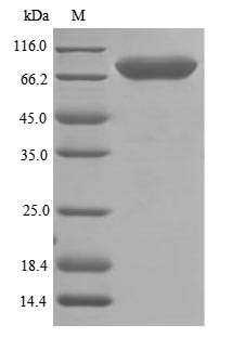 Transferrin receptor protein 2 (Tfr2), partial, rat, recombinant