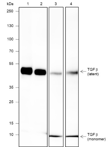Anti-Recombinant TGF beta 1, clone A618