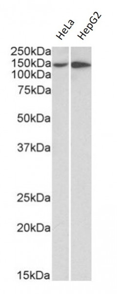 Anti-CD49a / Integrin alpha 1