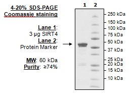 Sirtuin 4, active human recombinant protein