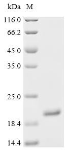 Lipocalin-1 (LCN1), recombinant human