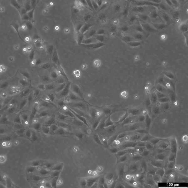 MDCK-II Cells